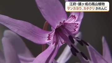 「サンカヨウ」「カタクリ」が大山地域に春の訪れ告げる　地域住民の保護で貴重な自然守る（鳥取）