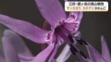 「サンカヨウ」「カタクリ」が大山地域に春の訪れ告げる　地域住民の保護で貴重な自然守る（鳥取）
