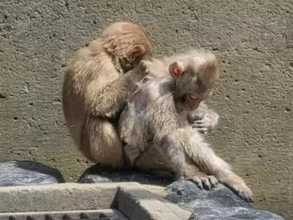 公園のサルはどこへ向かうのか――贈収賄事件後に残された「頭数削減」の重い宿題【鳥取発】
