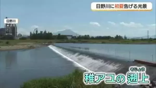 川面に煌めく初夏のサイン…日野川で稚アユ遡上　8日は雨と強風に注意　週末へ天気急回復