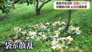収穫前の梨約200個食い荒らされる　鳥取市佐治町の梨園でクマ被害　例年より3～4週間早い出没に警戒