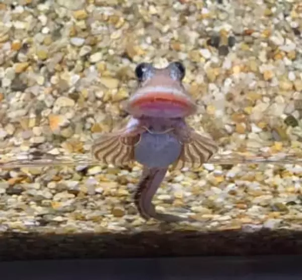 石を“ハムハム”永遠に見ていられる！？来館者から密かな人気「ヨダレカケ」愛らしい姿が水族館も“推し”の珍生物