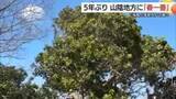 「5年ぶり中国地方に「春一番」浜田市で6月上旬並み24℃…季節外れの暑さ　23日は黄砂に注意（島根）」の画像1
