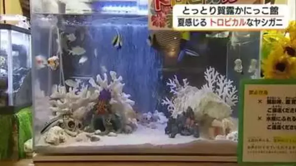 南国の魚たちが集合！とっとり賀露かにっこ館に「トロピカル水槽」カクレクマノミなど12種類を展示