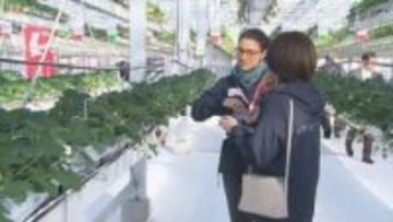 出雲大社近くにイチゴ狩り体験施設　2026年1月のオープンを前に観光関係者に施設公開（島根）