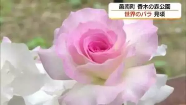 初夏を彩るバラの競演…香木の森公園で23品種が満開　“フランス国歌”の名を持つ真紅のバラも（島根）