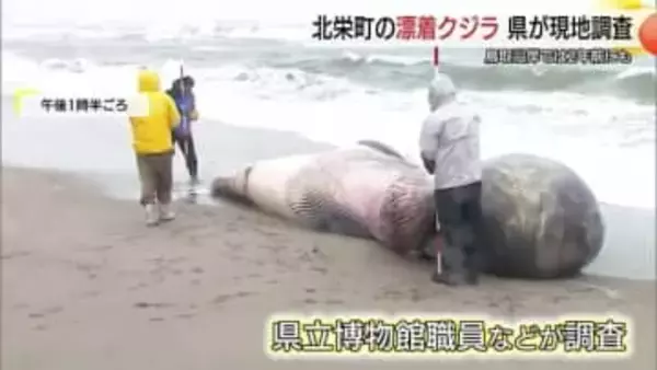 「生態解明へ…非常に貴重な機会」北栄町の海岸に体長約7メートルのクジラ漂着　骨格標本など検討（鳥取）