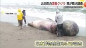 「生態解明へ…非常に貴重な機会」北栄町の海岸に体長約7メートルのクジラ漂着　骨格標本など検討（鳥取）