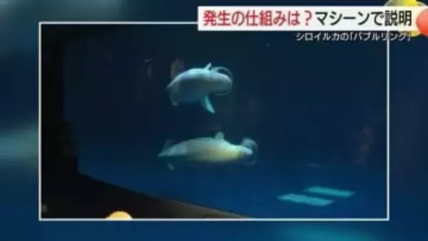 アクアスのシロイルカ「バブルリング」どうやって？学生が開発した装置で発生の仕組み紹介（島根）