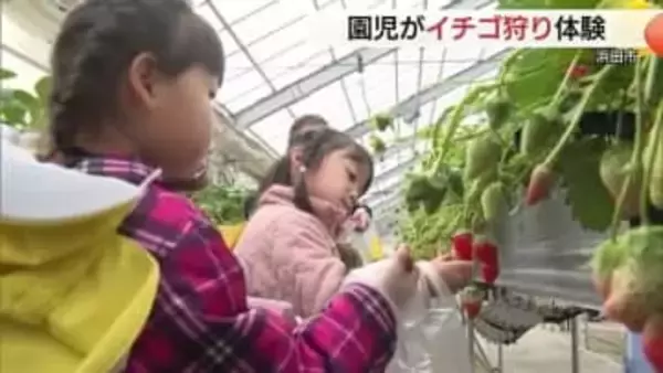 「うまっ！」「あまい！」園児が旬の摘みたてのイチゴほおばる…浜田市の観光農園が招待（島根）