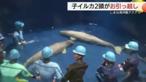 仲間のいるプールへお引っ越し！2頭のシロイルカ困難乗り越え成長　パフォーマンス披露へ訓練も（島根）