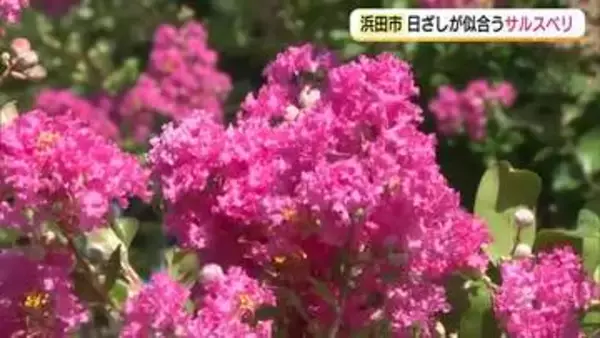 【天気】浜田・石見海浜公園近くで色鮮やか「サルスベリ」見頃　山陰は体温超えの危険な暑さに警戒