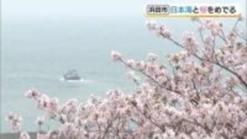 浜田・ゆうひパークで満開！ソメイヨシノ　ぽかぽか陽気から一転　８日朝は季節逆戻りの寒さに