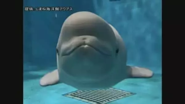 ガラスに“プニッ”　赤ちゃんシロイルカのかわいすぎる姿にXユーザー悶絶！？しまね海洋館アクアスの新アイドル