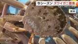 「豊漁を素直に喜べず…冬の味覚「松葉がに」水揚げ量増加も単価は下落　水揚げ額が前期比6割に減少（鳥取）」の画像1