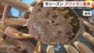 豊漁を素直に喜べず…冬の味覚「松葉がに」水揚げ量増加も単価は下落　水揚げ額が前期比6割に減少（鳥取）