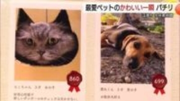 我が家の可愛い自慢のペットたち！凛々しい柴犬にネコの奇跡の瞬間とらえた写真など紹介（島根）