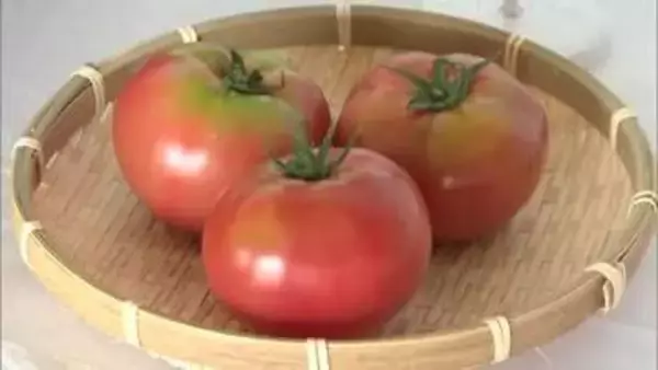 おいしく育ちました！春作の益田トマト出荷スタート　温暖な天候に恵まれ生育順調（島根）