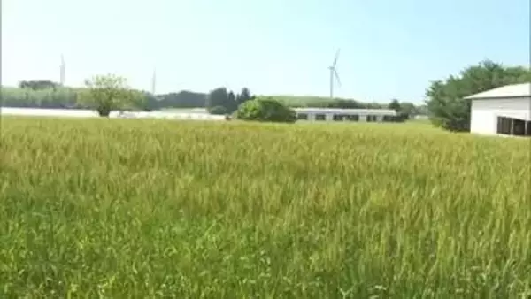 鳥取発の新品種「大山こむぎ」普及へ　雨の多い山陰でも栽培しやすく品種改良　安定生産と増産に期待