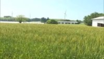 鳥取発の新品種「大山こむぎ」普及へ　雨の多い山陰でも栽培しやすく品種改良　安定生産と増産に期待