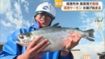 刺身やムニエルがおすすめ！美保湾に春告げる「境港サーモン」初水揚げ　冬の海で成長しプリプリ（鳥取）