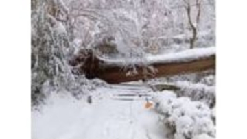 大雪の影響か…安来市の清水寺で杉の巨木倒れ境内の旅館に被害　参道ふさぎ拝観できず閉山（島根）