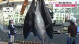 「日本海の“黒いダイヤ”天然クロマグロ初水揚げ！境港で初競り　漁獲シーズン到来で市場に活気（鳥取）」の画像1