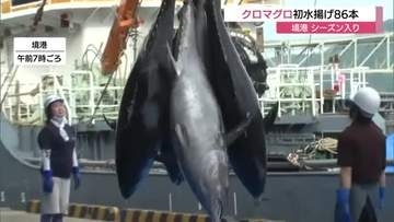 日本海の“黒いダイヤ”天然クロマグロ初水揚げ！境港で初競り　漁獲シーズン到来で市場に活気（鳥取）