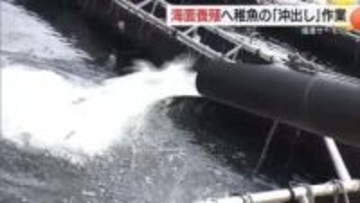 冬の日本海で大きく成長を「境港サーモン」稚魚119万尾を“沖出し”　春に約2000トン出荷へ（鳥取）