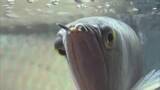 「本物のナマケモノに興奮！南米・アマゾン川流域に生息する珍しい生き物大集合（鳥取・境港市）」の画像1