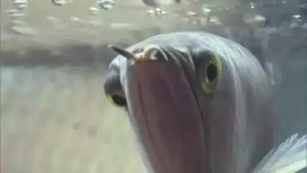 本物のナマケモノに興奮！南米・アマゾン川流域に生息する珍しい生き物大集合（鳥取・境港市）