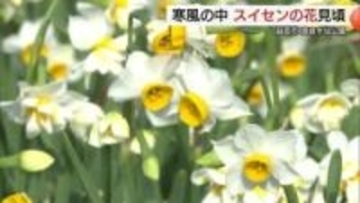 日本海の寒風に揺れる200万株のニホンスイセン　唐音水仙公園に冬の絶景（島根・益田市）