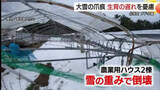 「【大雪の爪痕】ハウス2棟が倒壊…ブドウ農家困惑　再建へ補助金交付でも数百万円の負担か（鳥取・北栄町）」の画像1