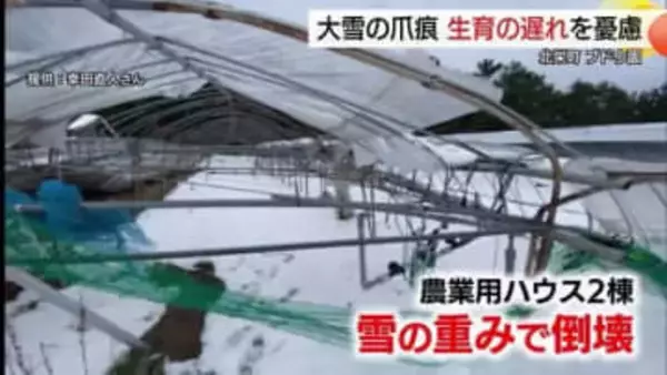 【大雪の爪痕】ハウス2棟が倒壊…ブドウ農家困惑　再建へ補助金交付でも数百万円の負担か（鳥取・北栄町）