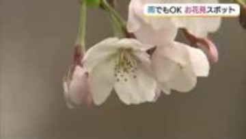 山陰の桜名所で開花進むも…天気の回復はゆっくりと　日本海を望む700本の桜並木で見ごろ（島根）