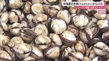 おせちの食材にも…シーズン前に中海産“赤貝”サルボウガイから下痢性貝毒検出　漁協が出荷自主規制　島根