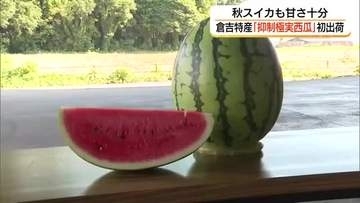 秋のスイカも甘い！倉吉特産「抑制極味西瓜」初出荷　関東・関西の市場へ（鳥取）