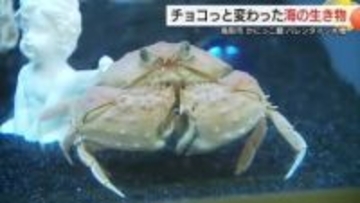バレンタインデーへ恋愛成就は“カニ頼み”！？「スキダラケ」の珍生物から“春”への心構え学んで（鳥取）