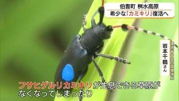 絶滅危惧種「フサヒゲルリカミキリ」桝水高原で復活へ　環境省が「再導入試験」（鳥取・伯耆町）