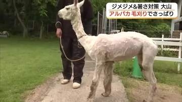 大山トム・ソーヤ牧場のアルパカがクールビズ！「毛刈り」ですっきり衣替え…夏を乗り切る（鳥取・米子市）