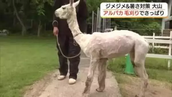 大山トム・ソーヤ牧場のアルパカがクールビズ！「毛刈り」ですっきり衣替え…夏を乗り切る（鳥取・米子市）
