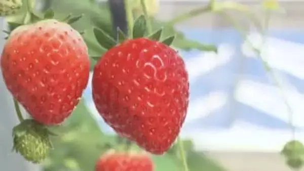 出雲大社のおひざ元に新たな観光農園誕生　イチゴ尽くしのスイーツも満喫「出雲ICHIGO縁」オープン【島根発】