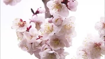 春の足音…特産の梅「野花豊後」の花が満開　甘い香りが季節の移り変わり告げる　6月の収穫へ期待（鳥取）