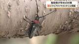 「桜や桃など枯らす危険な外来昆虫「クビアカツヤカミキリ」隣県でも被害　鳥取県が「水際対策」着手」の画像1