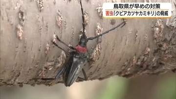 桜や桃など枯らす危険な外来昆虫「クビアカツヤカミキリ」隣県でも被害　鳥取県が「水際対策」着手