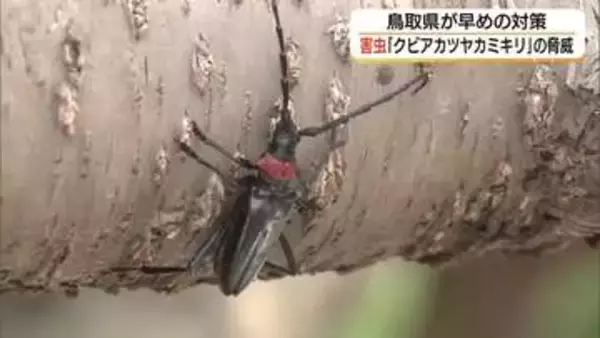 桜や桃など枯らす危険な外来昆虫「クビアカツヤカミキリ」隣県でも被害　鳥取県が「水際対策」着手