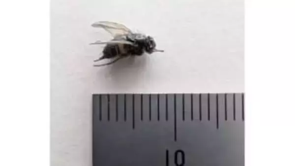 小学校給食のスープにハエ混入…盛り付け時に判明し児童は食べず　給食センターを点検・清掃（島根）