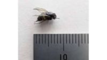 小学校給食のスープにハエ混入…盛り付け時に判明し児童は食べず　給食センターを点検・清掃（島根）