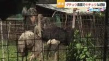 週末どうする？鳥取・大山のふもと「ダチョウ」農園で「キチョウ」な経験はいかが？