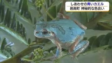 神秘的な色合い…“しあわせの青いカエル”展示　邑南町の田んぼで珍発見！　（島根）